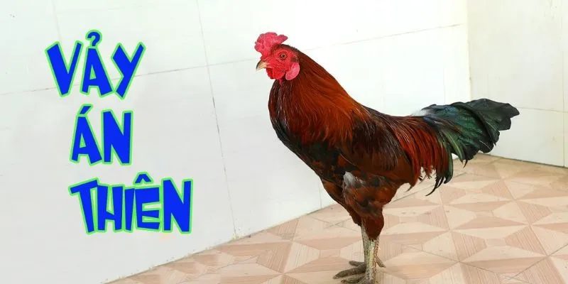 Vảy Án Thiên - Kiến Thức Cần Biết Khi Xem Vảy Gà Chọi 3 Vảy án thiên cách phân biệt
